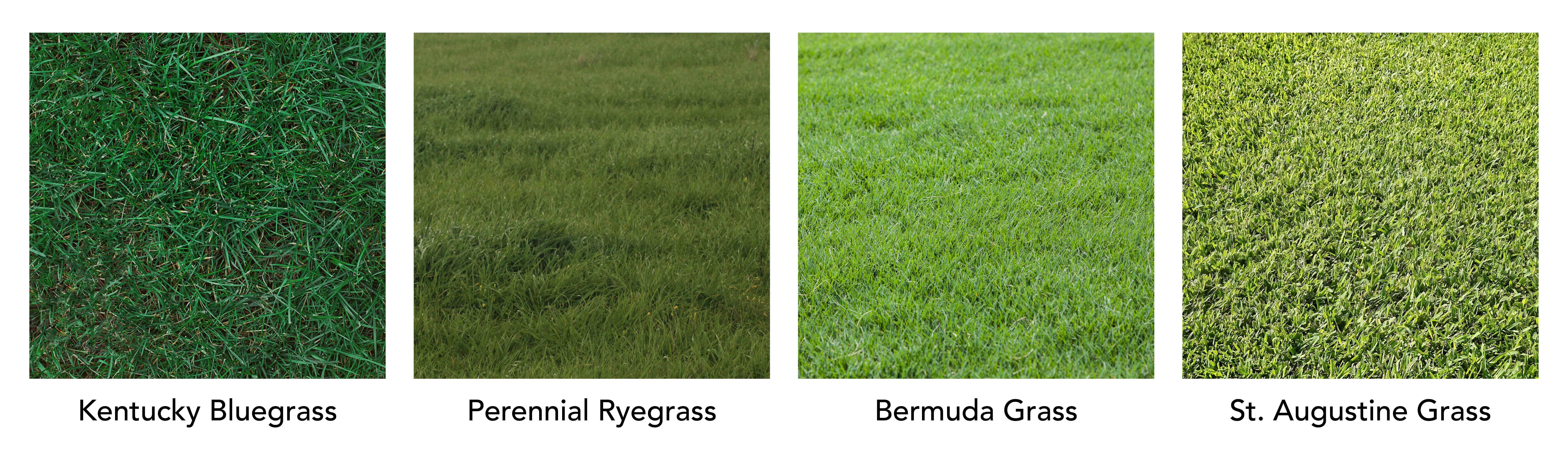 green grass comparison 